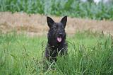 BOUVIER DES ARDENNES 344